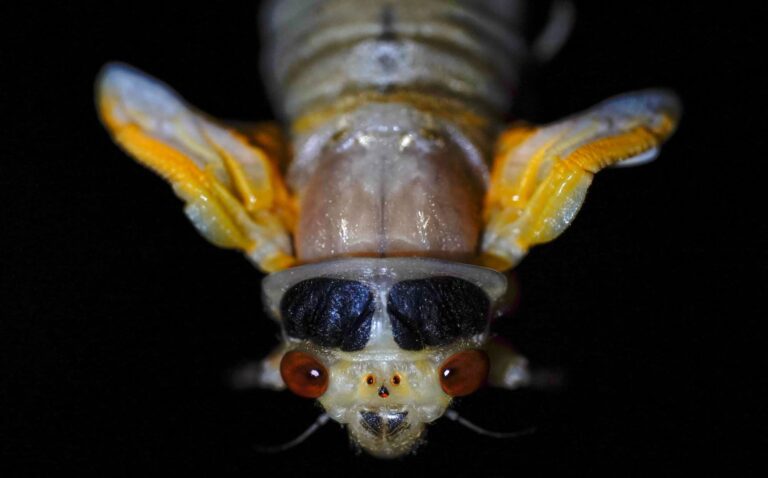 Cicada Variant (BA.3.2): The Hidden Warning Nature Is Sending