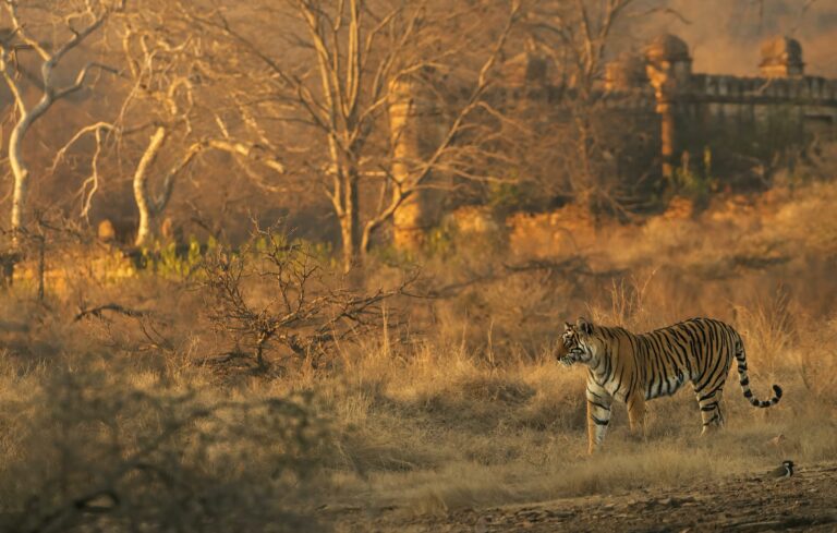 The Legendary Tigers of Ranthambore: From Machli to Today (A Powerful Wildlife Experience in India)