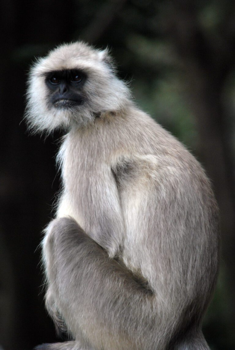 Ranthambore Food Chain Explained for Better Safari