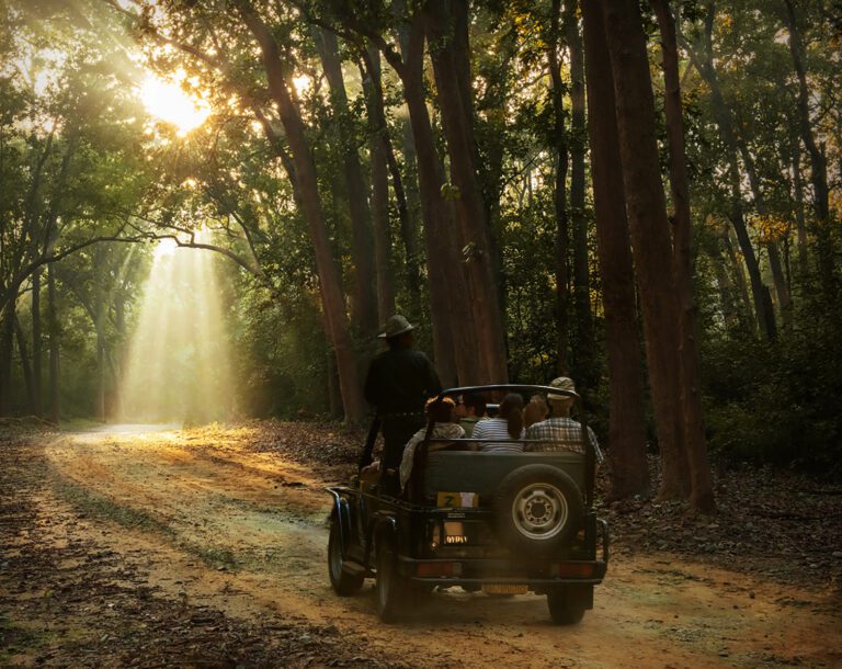 Why Not Seeing a Tiger Is Still a Successful Safari