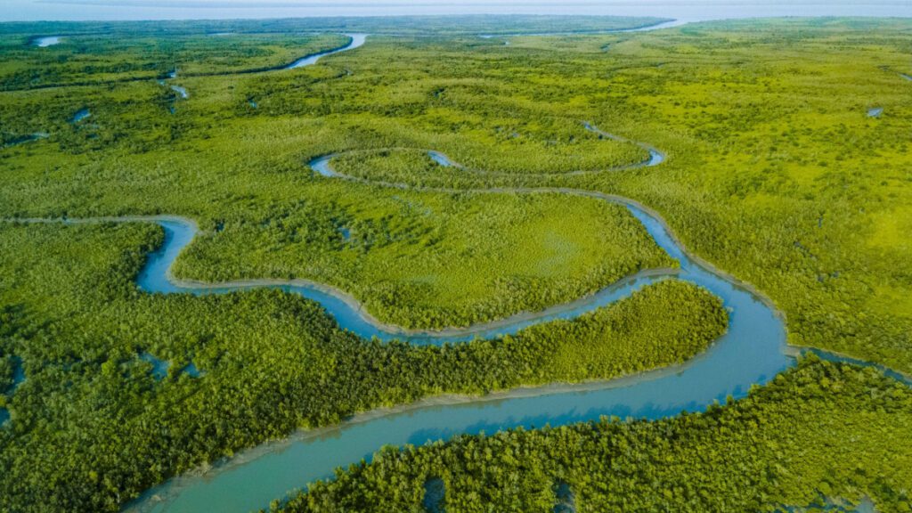 How Tigers Survive in the Mangroves of Sundarbans