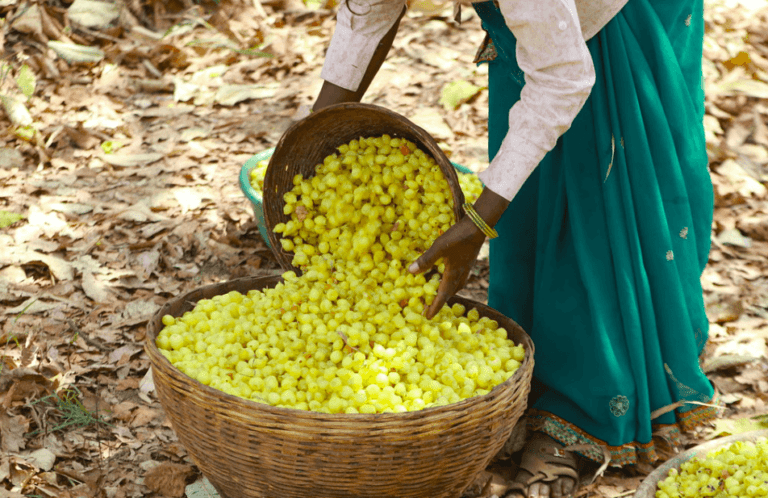 Tribal Life and Culture Around Melghat Tiger Reserve: A Unique Experience for Nature Lovers