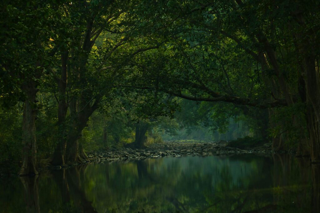 The Satpura Secret: Why You Might Not See a Tiger