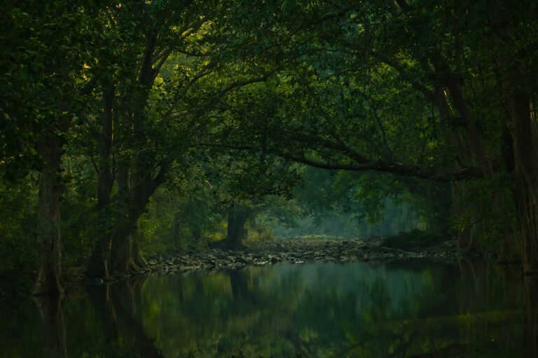 The Satpura Secret: Why You Might Not See a Tiger