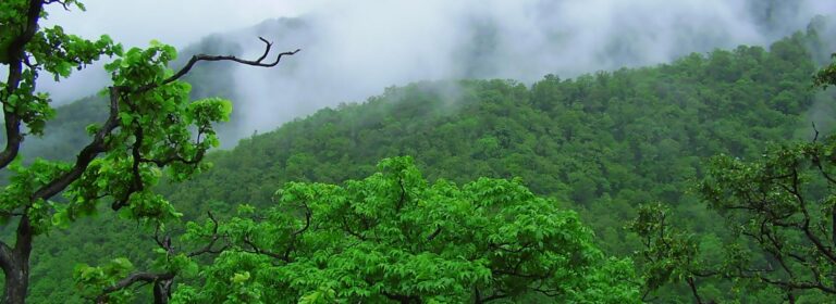Best Time to Visit Satpura: A Complete Seasonal Guide