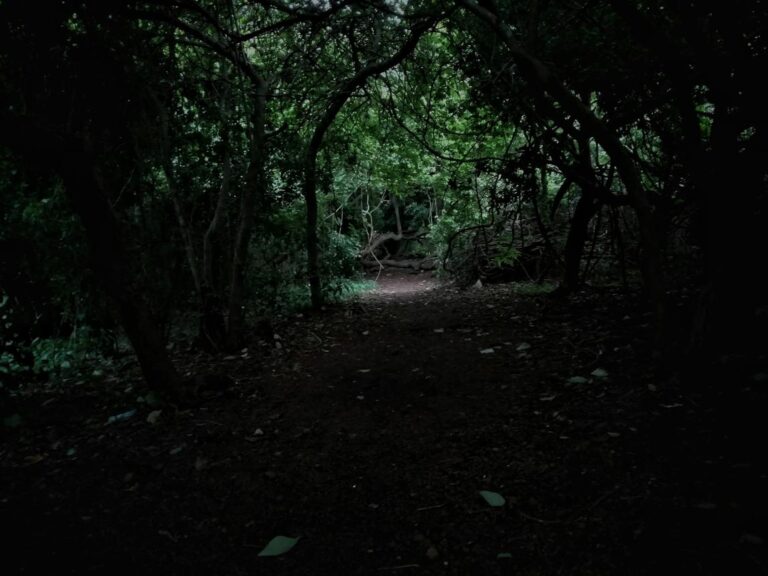Satpura at Night: The Forest You Never See in Daylight