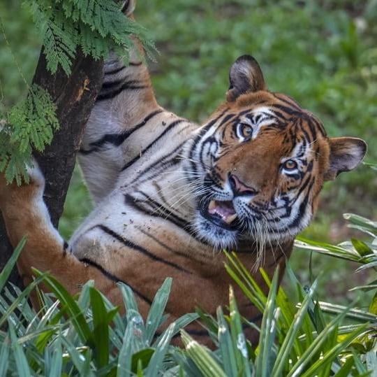 Satpura vs Popular Tiger Reserves: The Truth No One Tells You