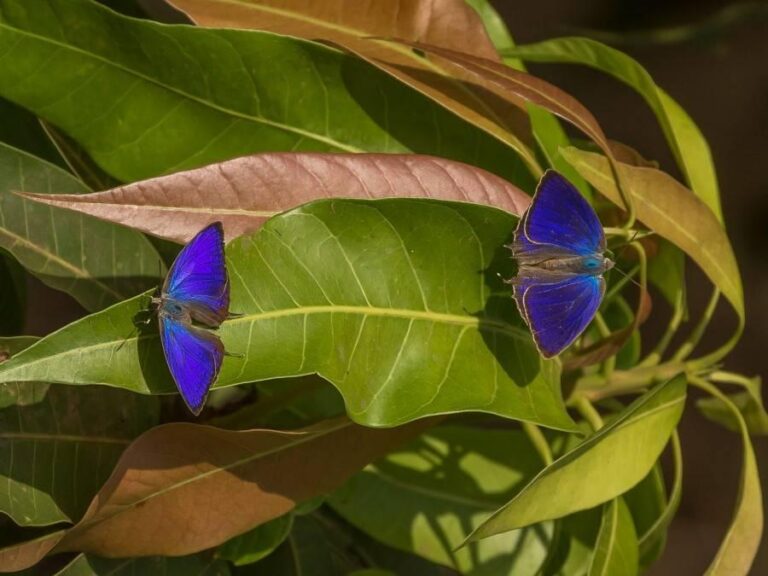Satpura Biodiversity: The Wildlife Safari Most People Miss