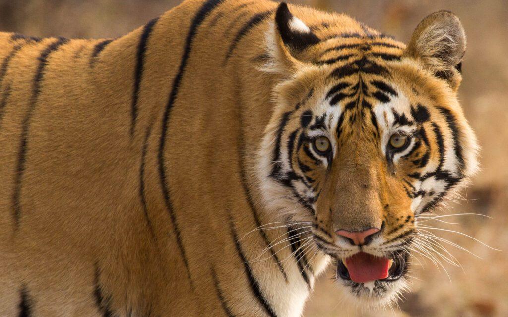 Tadoba Wildlife Safari: India’s Best Destination for Guaranteed Tiger Sightings