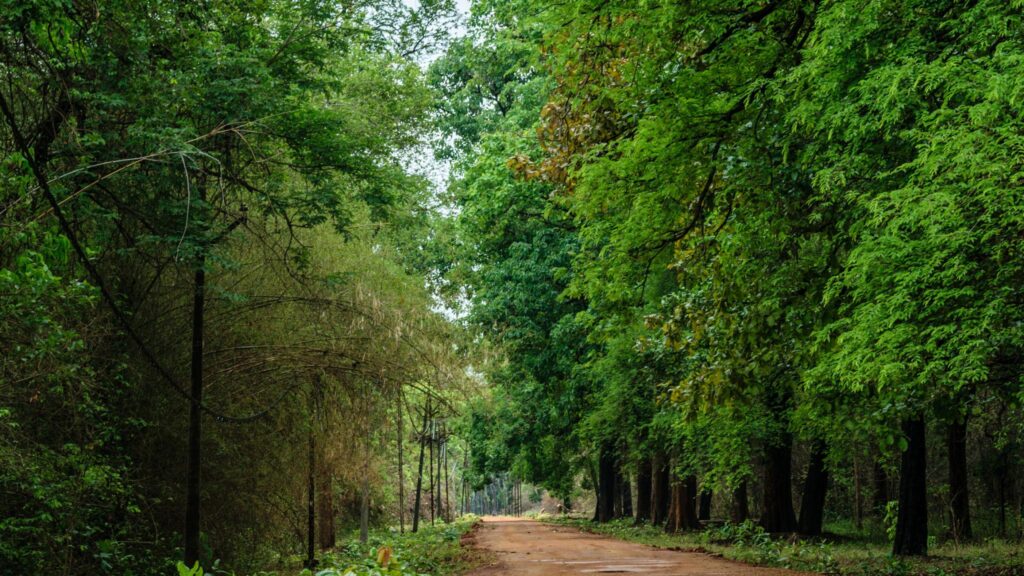 Landscape of Tadoba Tiger Reserve showing forests and wildlife habitat in Maharashtra.