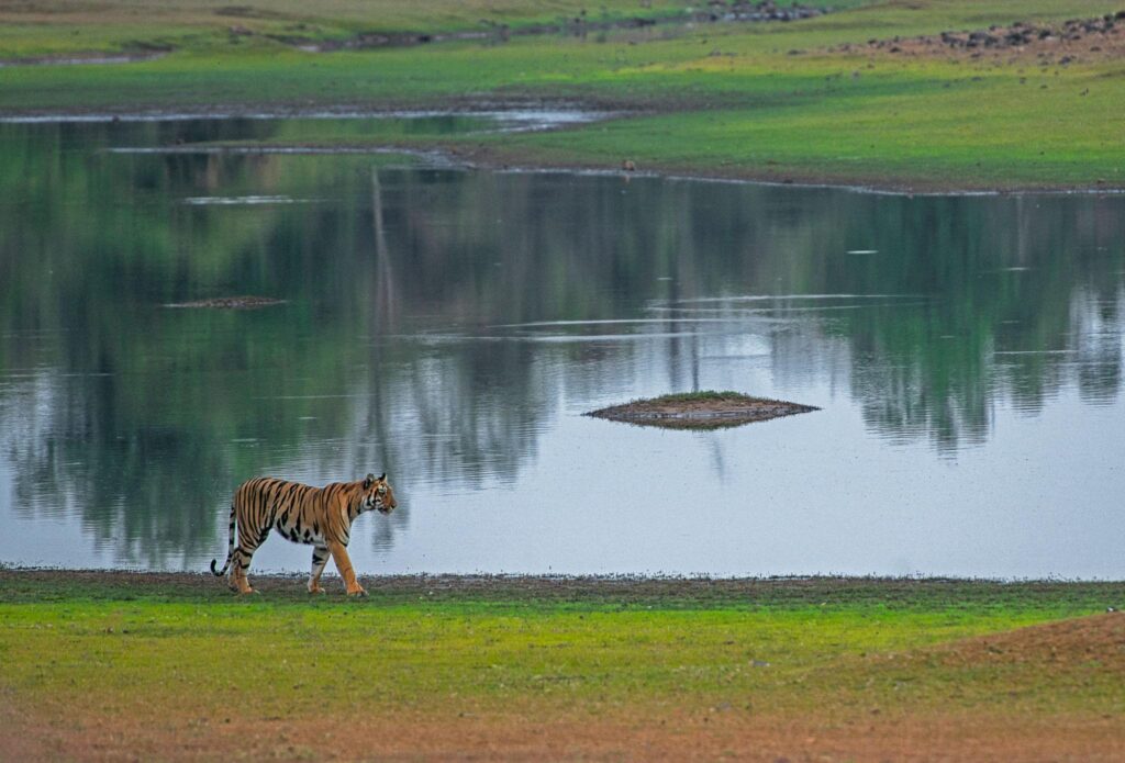 The Ultimate Tadoba Tiger Safari Guide (2026) : Everything You Need To Plan
