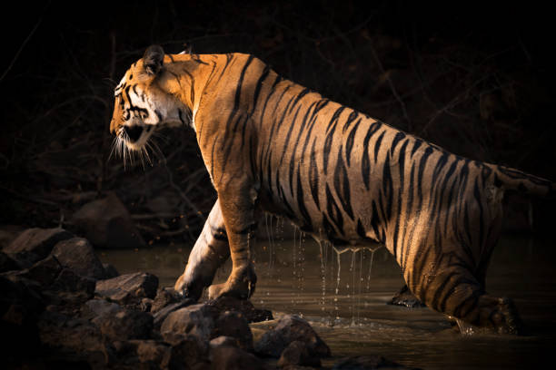 Inside a Tadoba Tiger Safari: What a Full Day in the Wild Really Feels Like