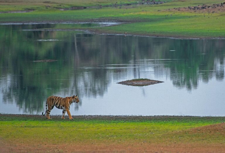 The Ultimate Tadoba Tiger Safari Guide (2026) : Everything You Need To Plan