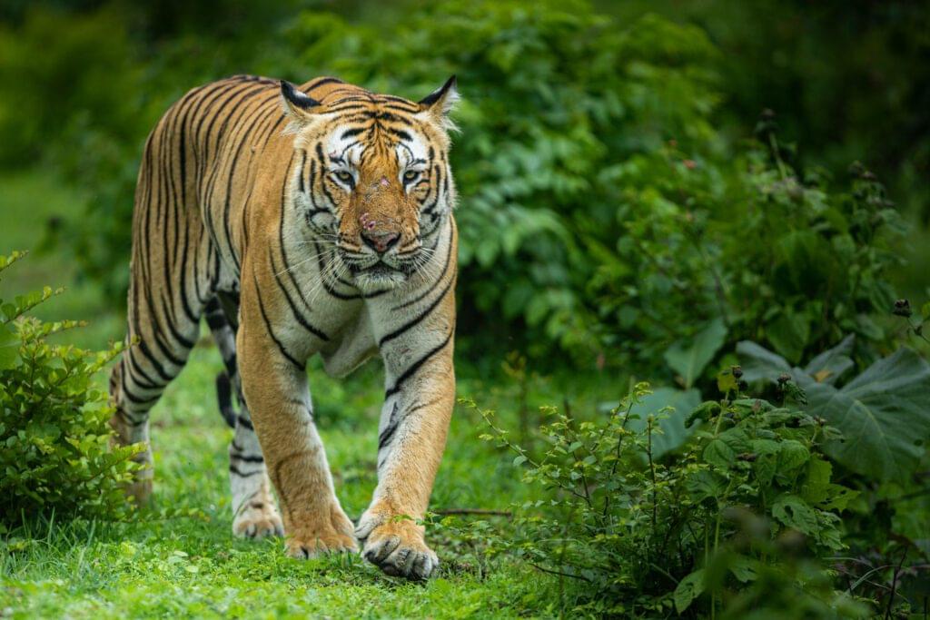 Bandipur jeep safari, Bandipur tiger sighting, jeep safari Bandipur National Park, wildlife spotting Bandipur, Bandipur safari tips, Bandipur safari booking with Flying Hornbill, eco-friendly safari Bandipur - Bandipur-tiger-online-2025-2026-trending-iconic-wildlife-best-safari