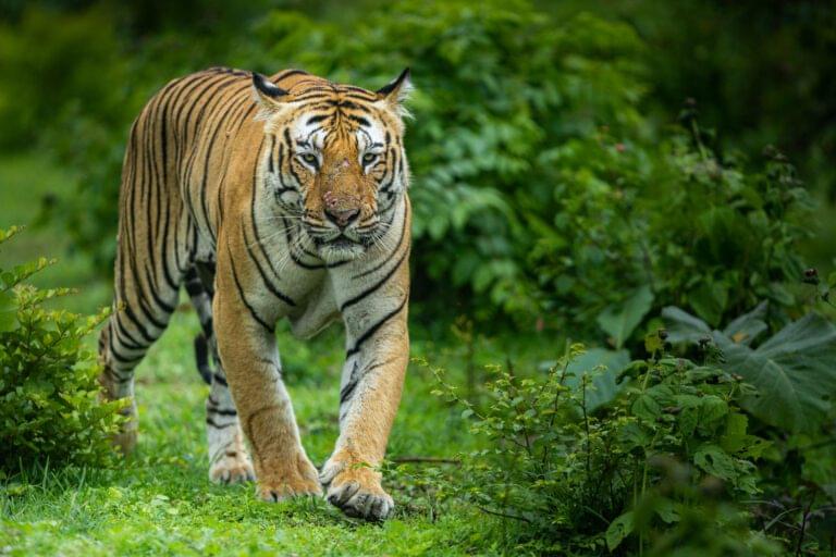 Bandipur jeep safari, Bandipur tiger sighting, jeep safari Bandipur National Park, wildlife spotting Bandipur, Bandipur safari tips, Bandipur safari booking with Flying Hornbill, eco-friendly safari Bandipur - Bandipur-tiger-online-2025-2026-trending-iconic-wildlife-best-safari