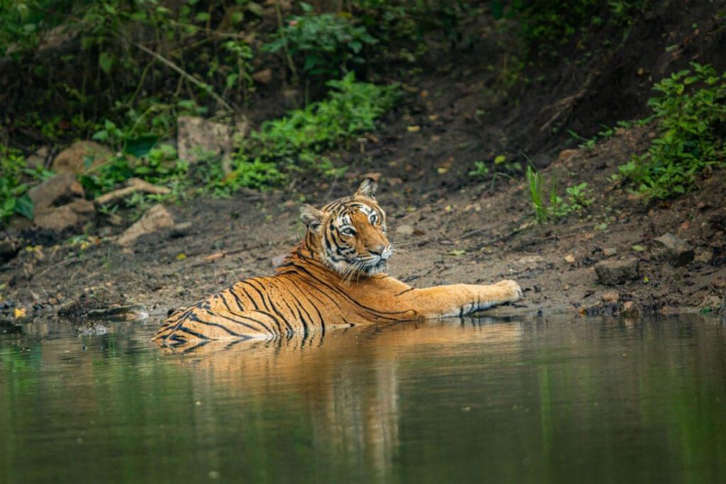Bandipur Tiger Reserve Jeep Safari,