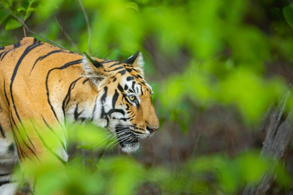 Close-up-ofthe-majestic-tiger-in-the-core-area-of-the-forest--this-was-shot-in-the-central-indian-forest-tiger-safari-at-the-tadoba-andhari-tiger-reserve-Tadoba-tiger-online-2025-2026-trending-iconic-wildlife-best-safari