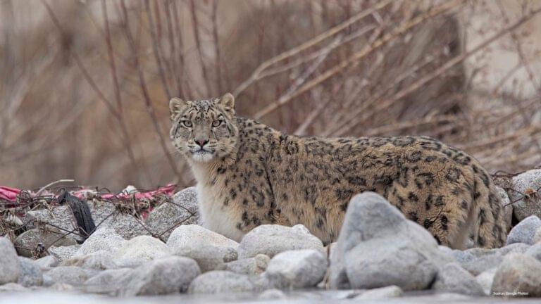 Snow leopard safari India, Snow leopard Hemis National Park, Snow leopard tracking India, Ladakh snow leopard tour, Spiti Valley wildlife safari, Himalayan big cats, Snow leopard photography, Wildlife tours India, Best time snow leopard India, Snow leopard resting on rocky slopes in Himalayas, Ladakhi homestay near snow leopard safari base camp, Himalayan mountain sunrise with snow leopard tracks, Tourist spotting snow leopard in Ladakh wilderness