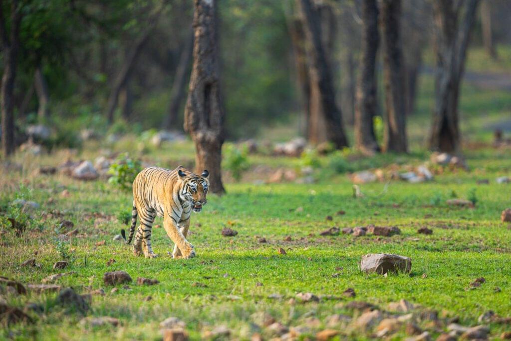 head-on-shot-of-the-majestic-tiger-this-was-shot-in-the-central-indian-forest-tiger-safari-at-the-tadoba-andhari-tiger-reserve