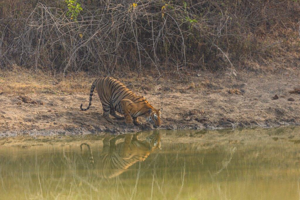How-to-Reach-Bandipur-National-Park-Travel,-Safari-&-Stay-Guide-2025