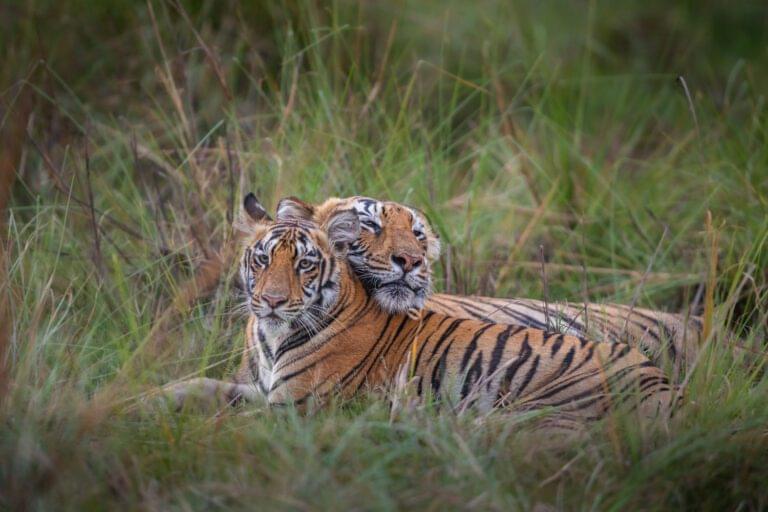 Plan-Your-Wildlife-Adventure-with-Verified-Booking-Tips,-Zone-Details,-Pricing-&-Seasonal-Insights-for-online-tiger-safari-Tadoba-in-2025---02