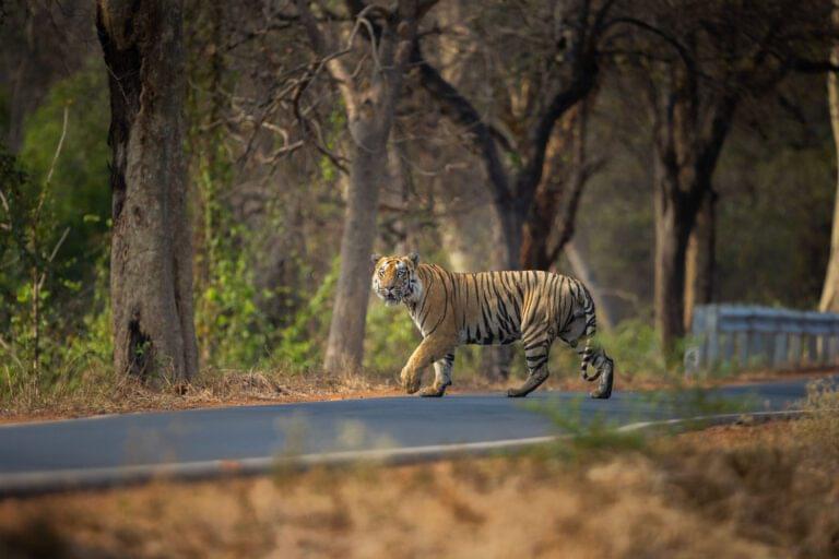 Plan-Your-Wildlife-Adventure-with-Verified-Booking-Tips,-Zone-Details,-Pricing-&-Seasonal-Insights-for-Tadoba-in-2025-02