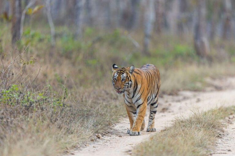 bandipur-tiger-safari-headon-best-safari-guide-2025