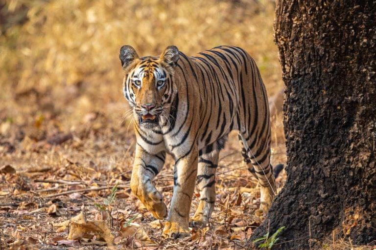 best-tiger-reserve-for-safari-in-summer-2025-online-bookings-03