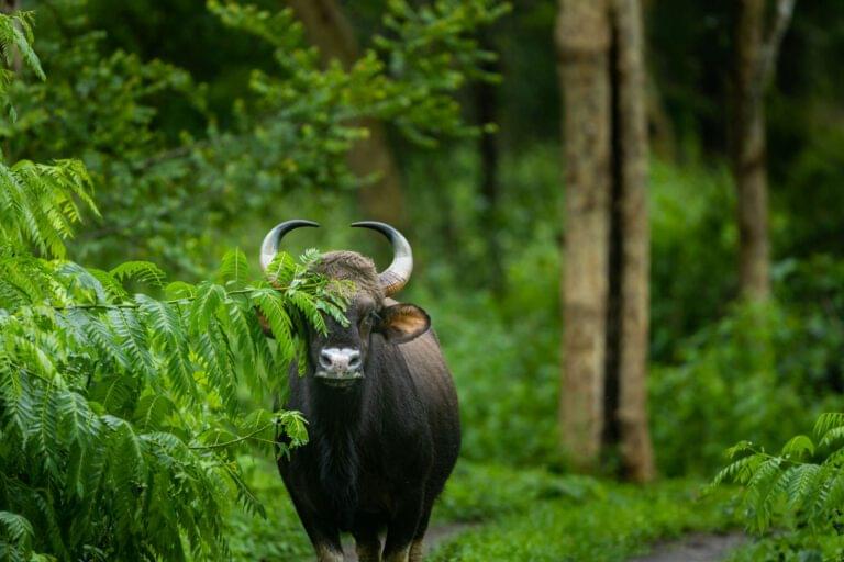 two-day-itenary-bandipur-tiger-reserve-wildlife-safari-online-bookings-2025-experience-chennai-mysore-bangalore-ooty-07