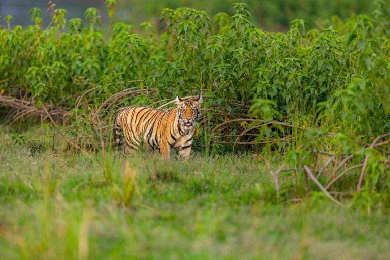 Best-Wildlife-Zones-in-Tadoba-for-Tiger-Photos-safari-booking-2025-2026-wonderful-safari-easy-tiger-sightings-008