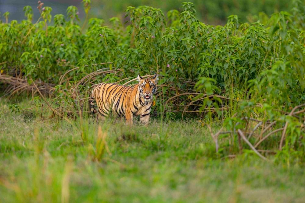 Best-Wildlife-Zones-in-Tadoba-for-Tiger-Photos-safari-booking-2025-2026-wonderful-safari-easy-tiger-sightings-008