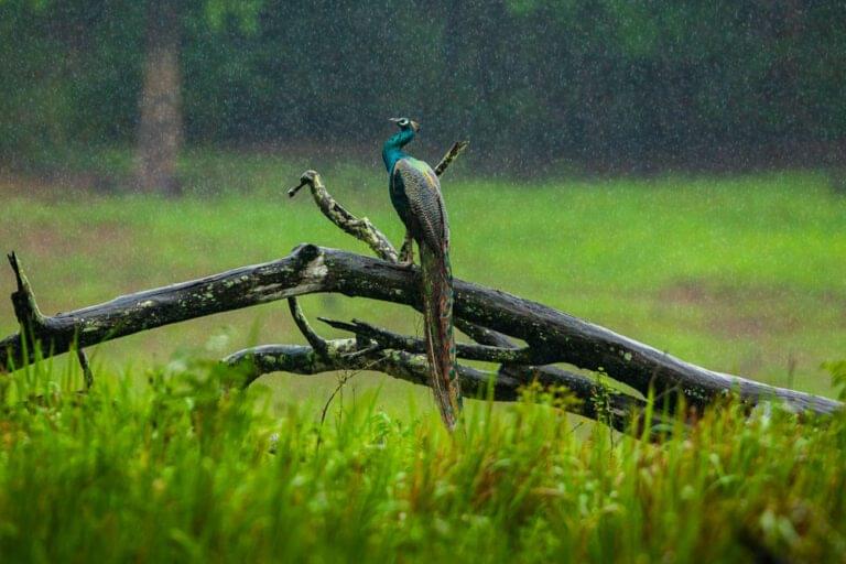 bandipur-best-safari-2025-2026-mudhumalai-mysore-bangalore-weekend-getaway-safari-ticket-price-online-001