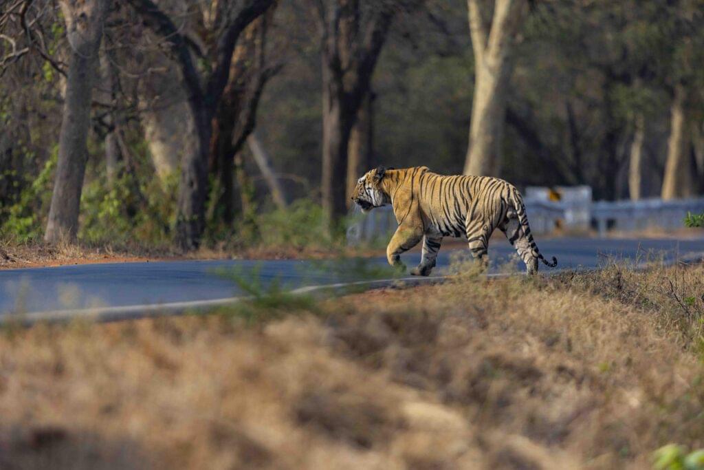 best-tiger-reserve-for-safari-in-summer-2025-online-bookings-03