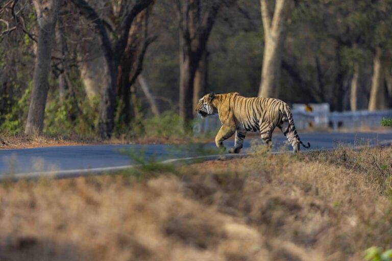 best-tiger-reserve-for-safari-in-summer-2025-online-bookings-03