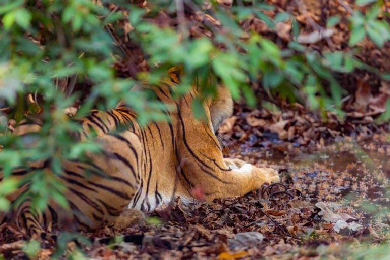 Best-Wildlife-Zones-in-Tadoba-for-Tiger-Photos-safari-booking-2025-2026-wonderful-safari-easy-tiger-sightings-001