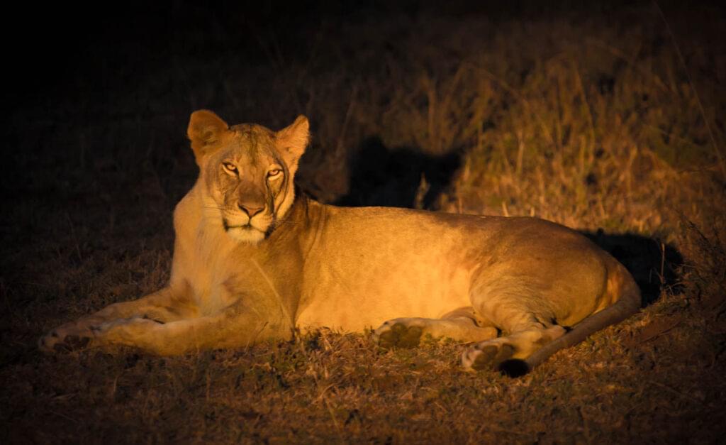 Lion-during-a-night-safari-1024x627-Zebras - Masai Mara - Maasai Mara -Lion-online-2025-2026-trending-iconic-wildlife-best-safari