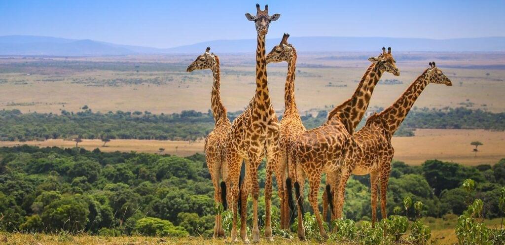 Masai-mara-safari-africa-expeditions-lake-nakuru-naivasha-amboseli-masai-mara-safari-online-bookings-2026-2025-best-safari-best-expeditions