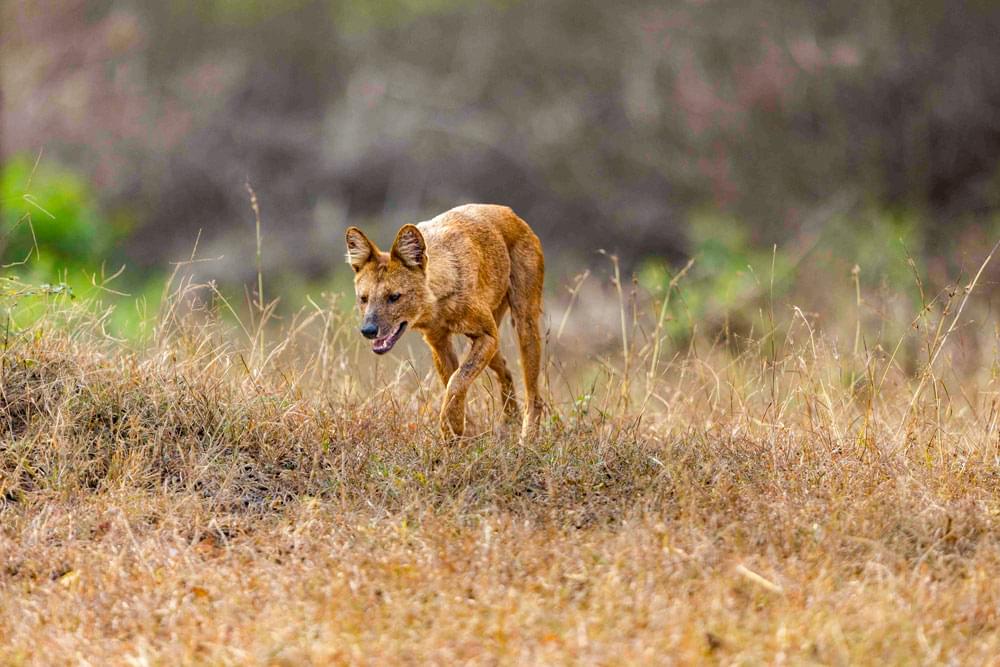 bandipur-best-safari-2025-2026-mudhumalai-mysore-bangalore-weekend-getaway-safari-ticket-price-online-004