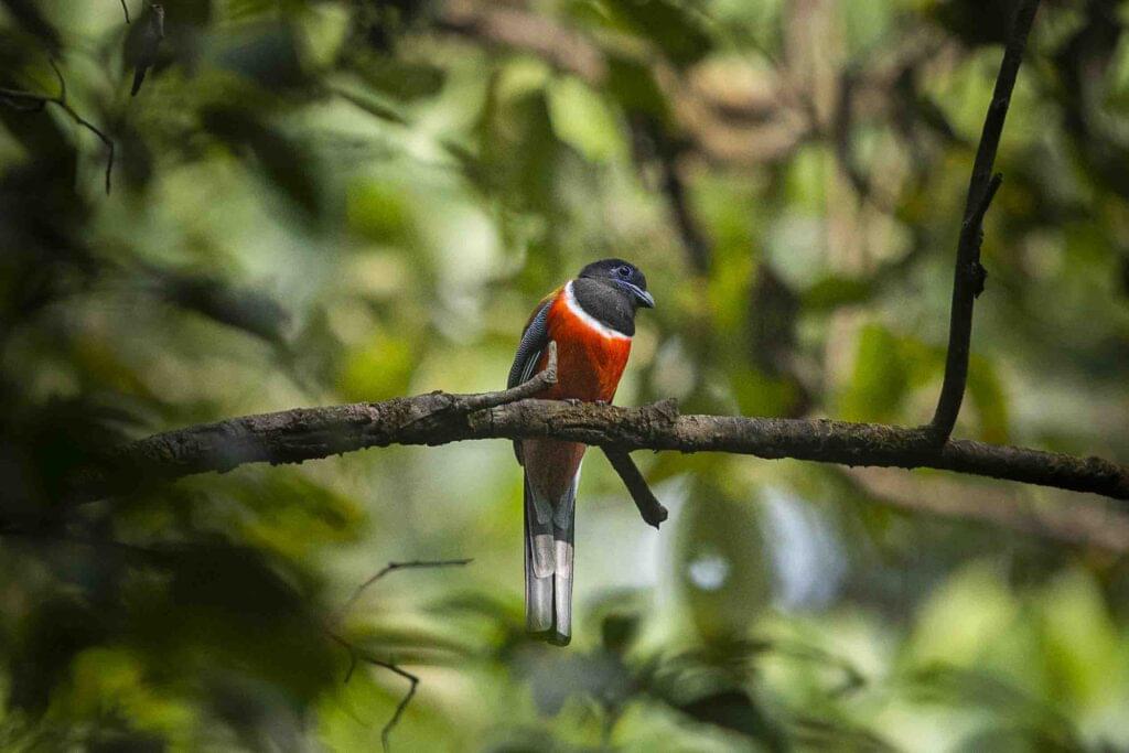Thattekad Bird Sanctuary Kerala, Malabar Trogon at Thattekad, Sri Lanka Frogmouth in Thattekad forest, birdwatchers at Thattekad Bird Sanctuary, Ceylon Bay Owl perched in rainforest, tropical river view Thattekad lodge, bird photography group in Kerala forest, Indian Pitta on forest floor Thattekad, Thattekad birding trail sunrise, Dr. Salim Ali Bird Sanctuary Kerala, Thattekad Bird Sanctuary tour, birding tour in Kerala, Thattekad wildlife photography, birdwatching in Kerala, Salim Ali Bird Sanctuary Kerala, bird photography trip India, Kerala nature photography tour, Thattekad birding experience, best bird photography destination India
