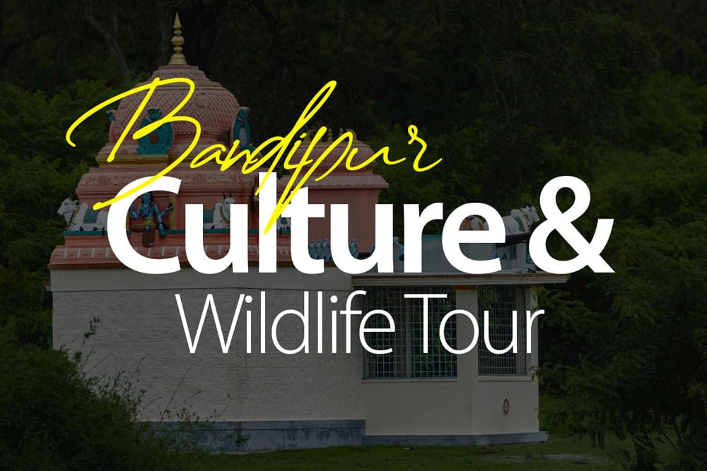 culture-wildlife-collaboration-mysore-bandipur-mudhumalai-local-culture-cuisine-tour-package-bandipur-package-online-booking-2025