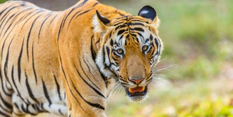 Tadoba wildlife photography, Tadoba tiger safari, wildlife photography Maharashtra, Tadoba photography tour, wildlife photography tour India, tiger photography tour India, Tadoba Wildlife Photography Tour, tiger photography Tadoba, wildlife photography Maharashtra, Tadoba safari, leopard Tadoba, Tadoba forest, wildlife photographers on safari, Tadoba Lake reflections, Indian gaur Tadoba, Tadoba lodge, photography workshop Tadoba